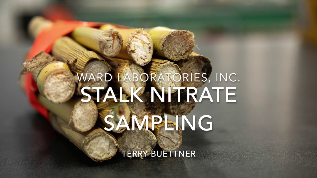 Stalk Nitrate Sampling-Ward Laboratories, Inc.
