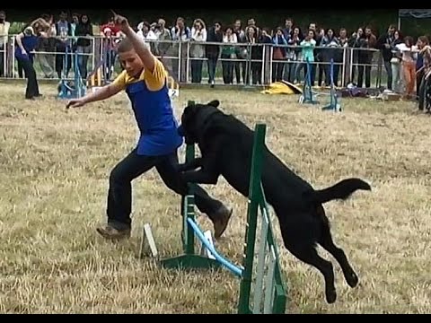 Видео про животных # Аджилити для собак || Agility Dog - YouTube