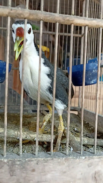 Suara Burung Alami || Suribombok #burung