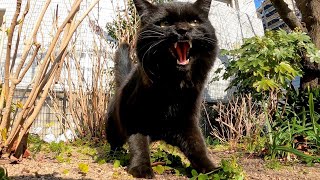 公園のアイドル猫を全力で守る黒猫親衛隊