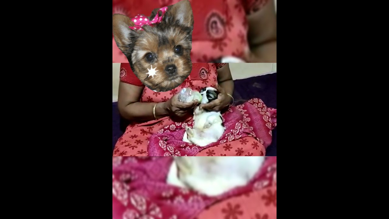 shihztu puppy bottle feeding🍼🐶 