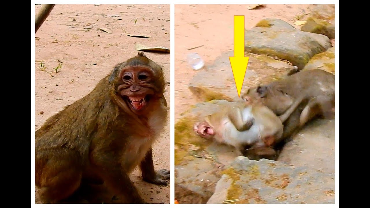 Top Hurt my Lord!! Sweet Pea Crying and Crying very Loudly. Why is Felix biting Sweet so hard?