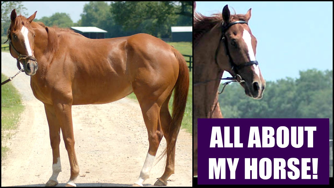 All About My Horse Tag YouTube