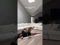 Getting results at home. Epic legs & glutes workout. #fitness #workout #legday #homeworkout #viral