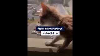 عراقي يرمي قطة صغيرة من الطابق الـ9