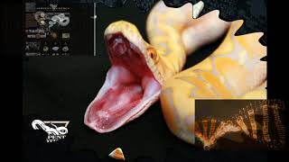 Serpentexotics ad radio broadcast edit