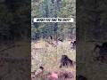 Archery elk hunting - Would you take the shot? #bowhunting #shorts #archery #hunting