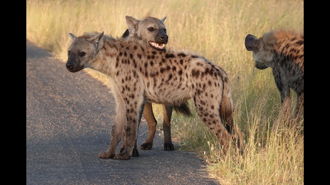 The pack life of African wild dogs (painted wolf) with mottled brown-black-white fur.