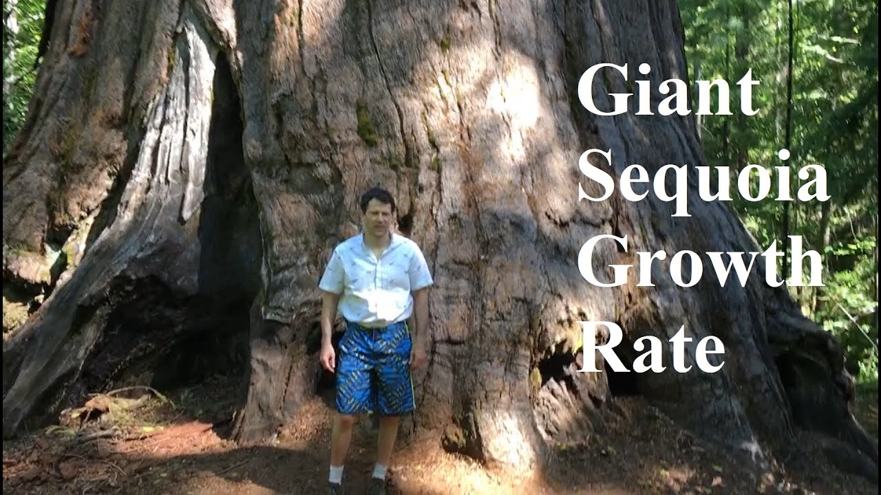 Giant Sequoia Growth Rate - YouTube