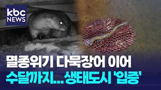 '멸종위기' 수달과 다묵장어가 찾아오는 도심 하천 / KBC뉴스