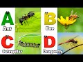 Insects Alphabet Song | Insects ABC Song | Phonics for Kids | Baby, Alphabet Letters