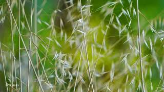 🍃Tranquil Reflections | Meditation for Inner Harmony