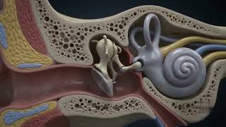Ear Anatomy Explained How the Human Ear Helps You Hear in 3D