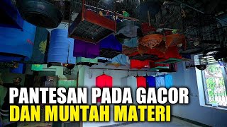 RAWATAN ALA SEKOLAH BURUNG‼️pantesan pada gacor dan mutah materi