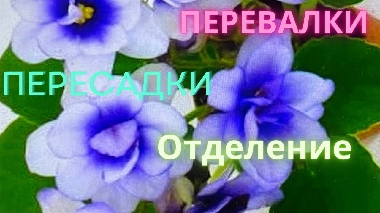 Пересадки, укоренение голов и листьев фиалок//Work with baby violets.