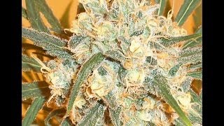 Update for 3rd week of March 2014