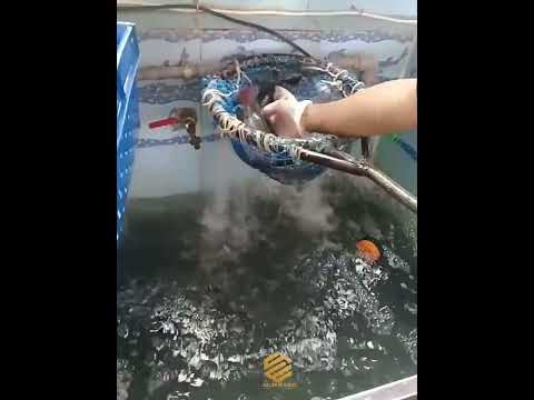 مطاعم الاسماك شارع الوشم حي المربع الرياض