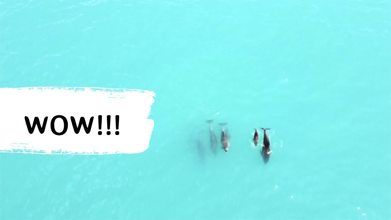 Семья дельфинов в Черном море | Анапа