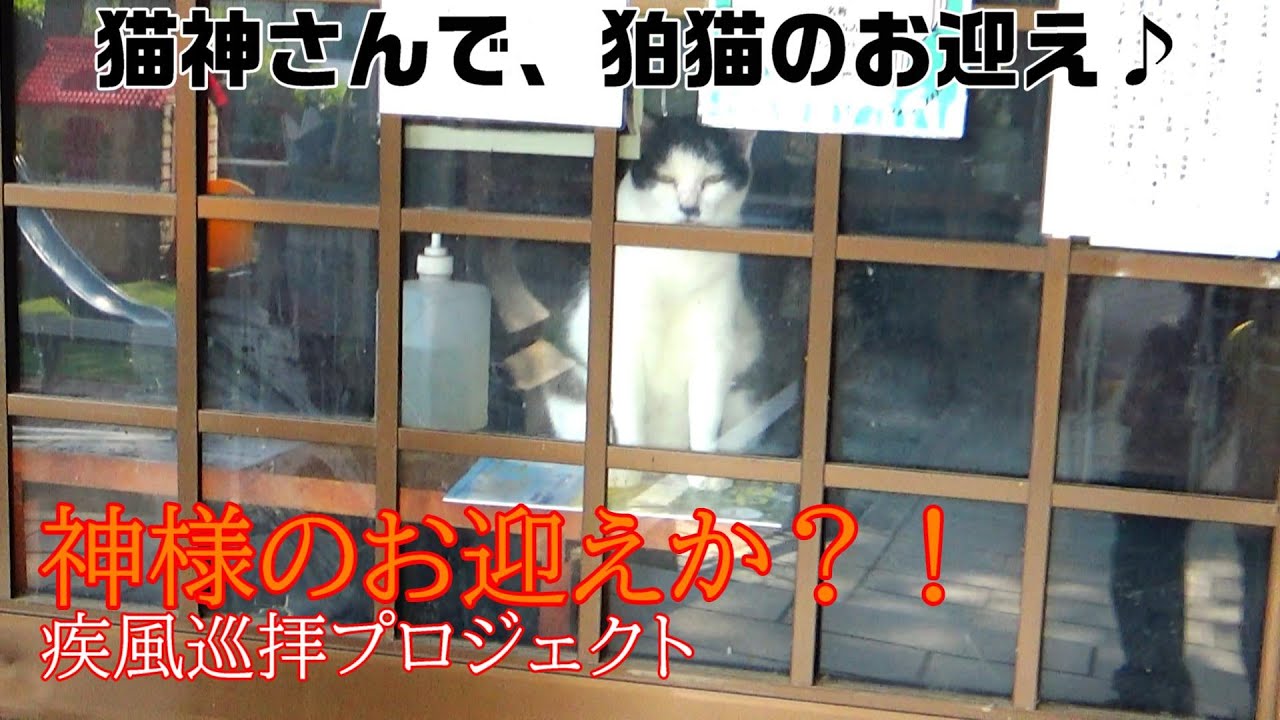 お盆徳島ツーリング、8/13-/14　王子神社、鳴門スカイライン、阿波サンライン、北に南にツーリング♪#徳島 #猫 #疾風巡拝