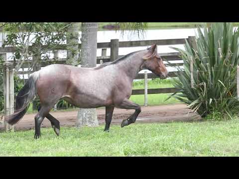 Lote 15 RZ HERMOSURA DA CARAPUÇA