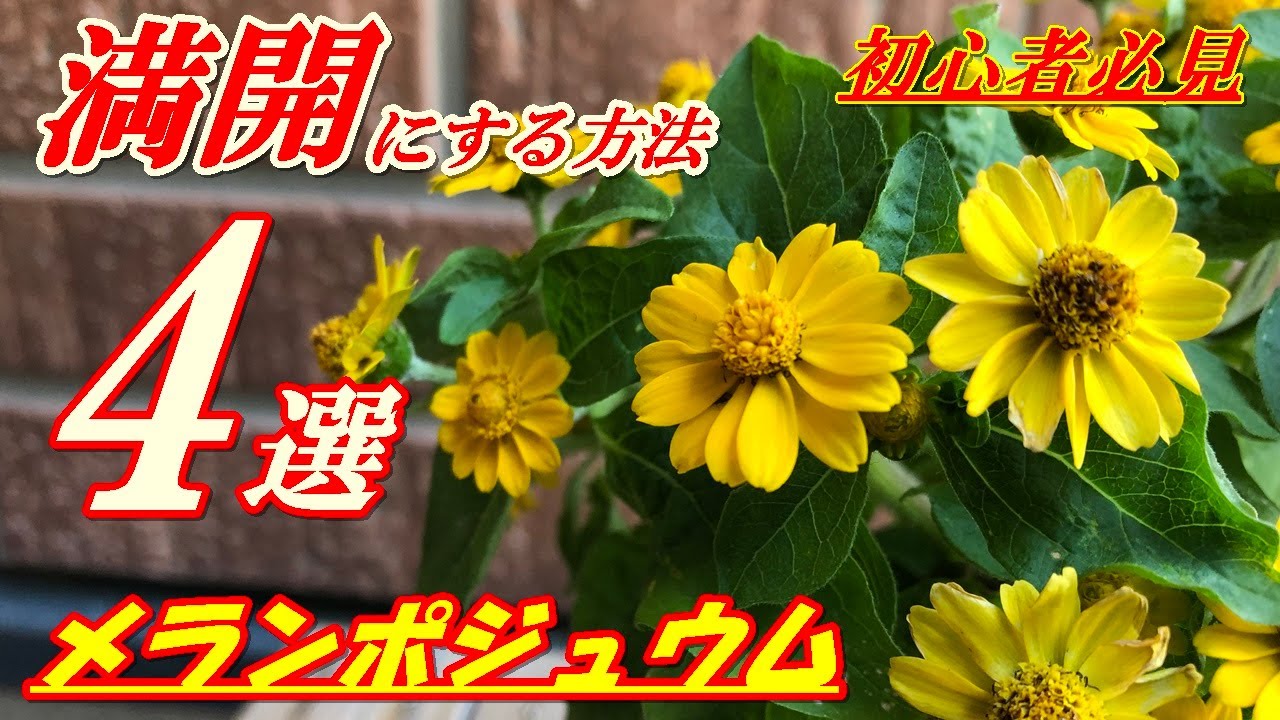 花 メランポジュウムの育て方 植え付け Youtube