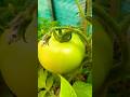 Tomato plant on my balcony #plants #tomato #love  #vegetables #viral #viralshorts