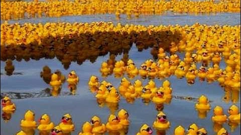 YellowRubberDucks.wmv