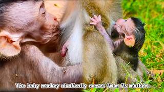The baby monkey is so thin, does the mother monkey not have enough milk to feed it?