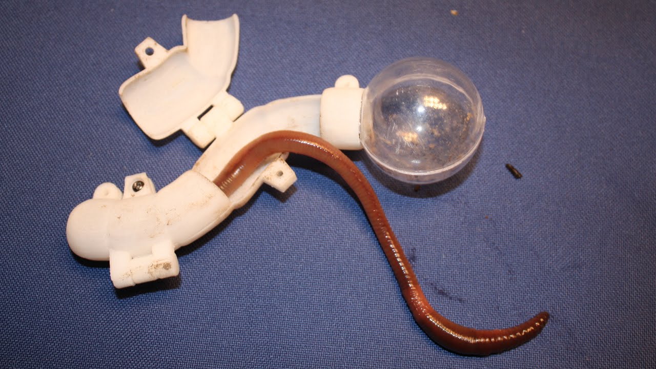 Ian Ingram || The Surly Bonds of Earthworms (2009)