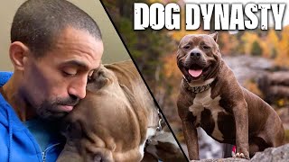 RIP Kong  The Tragic Death Of A Dog Dynasty Legend | DOG DYNASTY