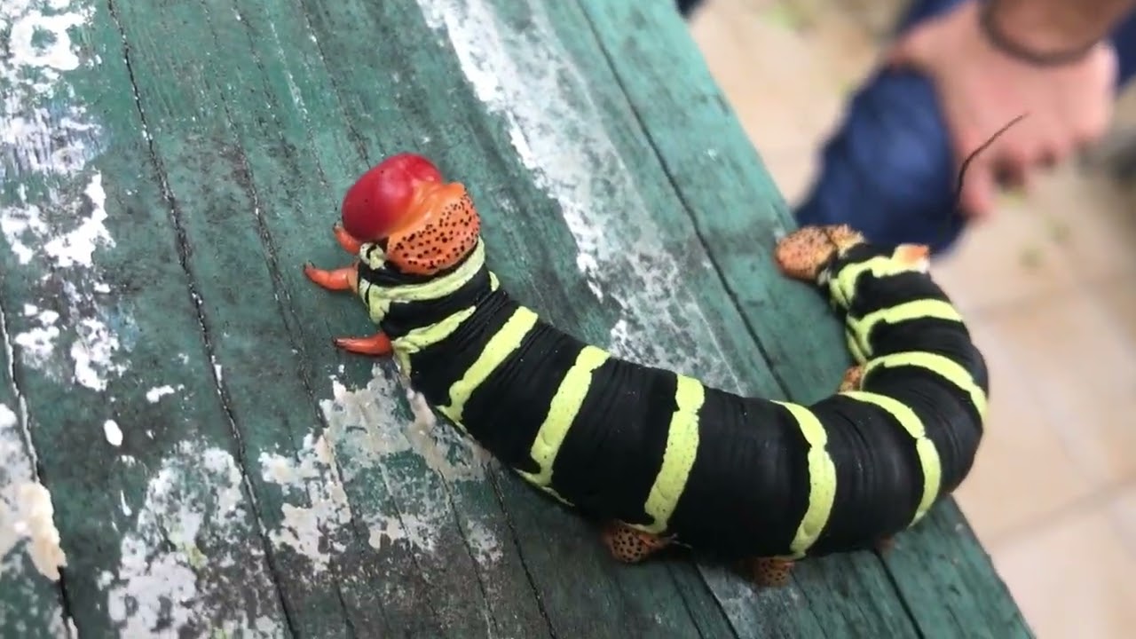 Puerto Rican 'Rasta' Caterpillar & Coqui Frog