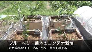 ブルーベリー苗木を植える コンテナ栽培 Youtube