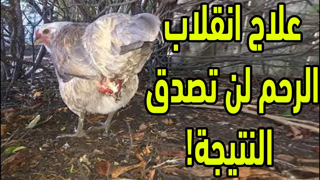 العلاج النهائي لانقلاب الرحم عند الدجاج البياض بدون اي تكاليف لن تصدق النتيجة وما هي أسباب المشكلة
