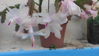 Minhas Orquideas