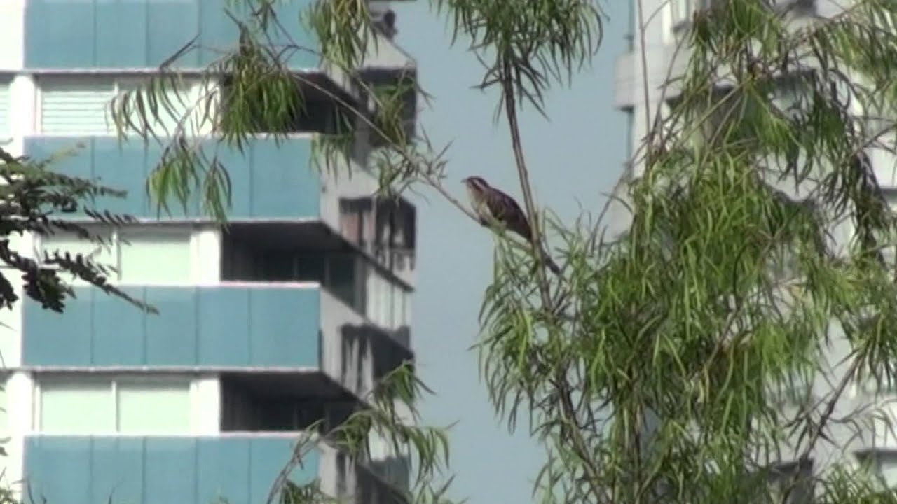 Crespín/Striped Cuckoo - Cora Rimoldi 
