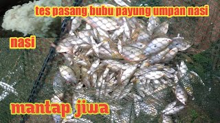 tes pasang bubu payung umpan nasi hasilnya mantap jiwa lor #DB-291