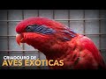 Um dos maiores CRIADORES de RING NECK e LÓRIS do Brasil | #BIRDTV