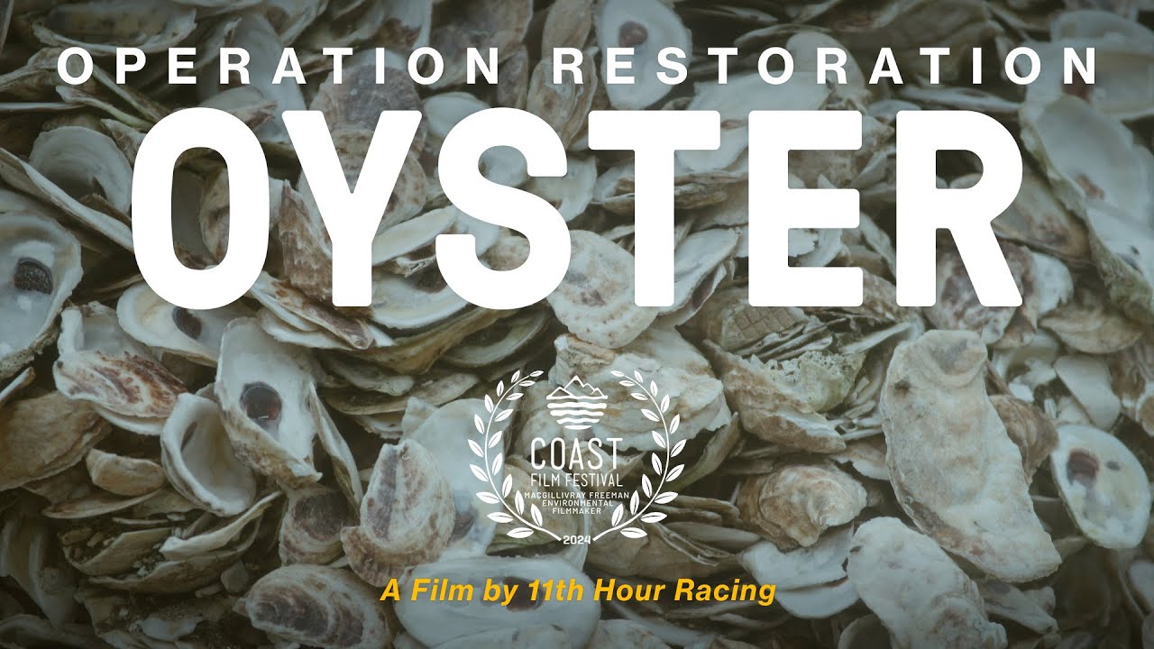 Oyster restoration