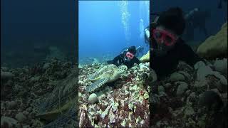 turtle #StormRelief #RebuildTogether #HelpingHands #4k #asmr #shorts #aquarium #fun #nature #gopro