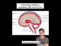 Insomniac anatomy academy 399: worst snot #science #stem #anatomy #brain #sciencefacts