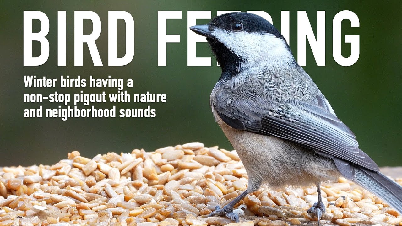 Relaxing Bird Feeders with Nature and Neighborhood Sounds - No Narration | 4k 60p TV for Cats