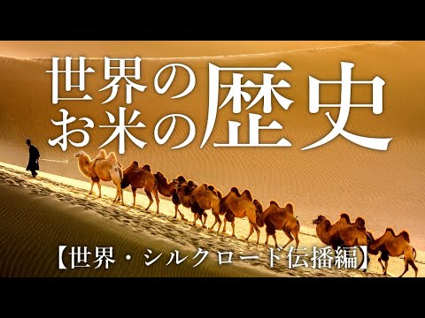 お米の歴史【世界・シルクロード伝播編】