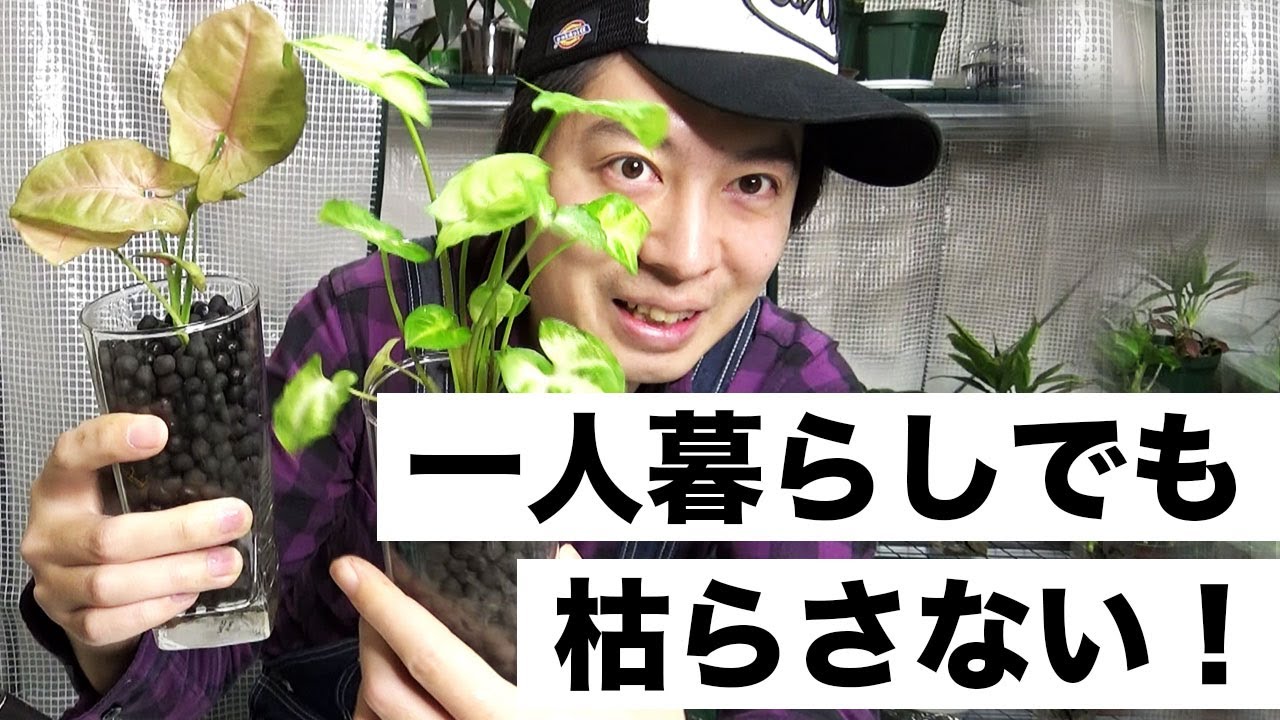 一人暮らしの初心者でも枯らさない観葉植物 100均シンゴニウム のハイドロカルチャー めっちゃ元気にしてます Youtube 一人暮らしの初心者でも枯らさない観葉植物 100均シンゴニウム のハイドロカルチャー めっちゃ元気にしてます Youtube