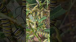 Milkweed tips to create more food for monarch caterpillars #butterflygarden #monarch