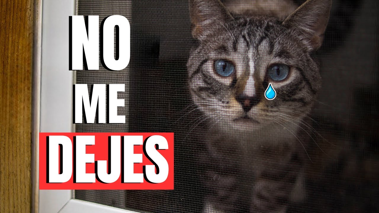 Nunca hagas esto cuando dejes a tu gato solo, "CUIDADO"