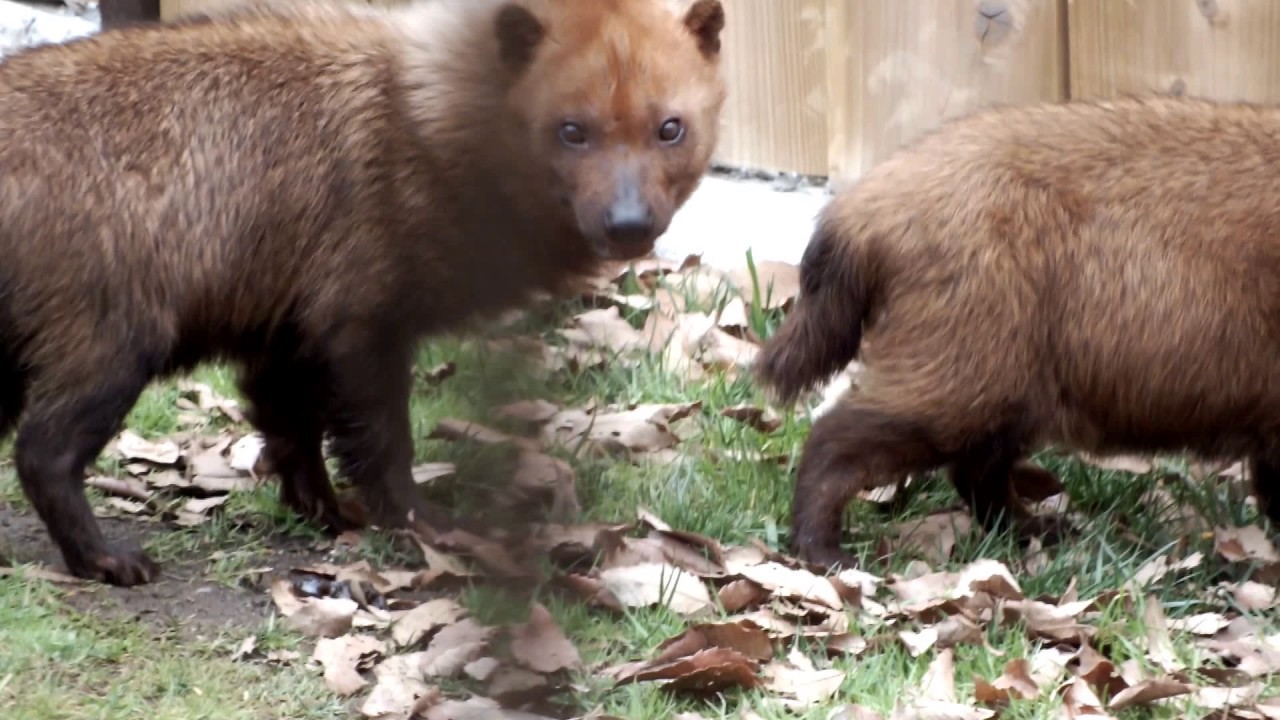 kawaii emoticons Cute animal. Bush dog.ZOORASIA YOKOHAMA ZOOLOGICAL GARDENS.よこはま動物園　ズーラシア。可愛い動物。ヤブイヌ。