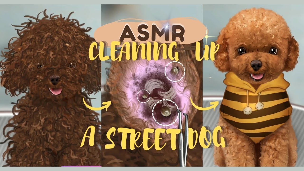 ASMR cleaning up a street dog glow up a dog beforeafter YouTube