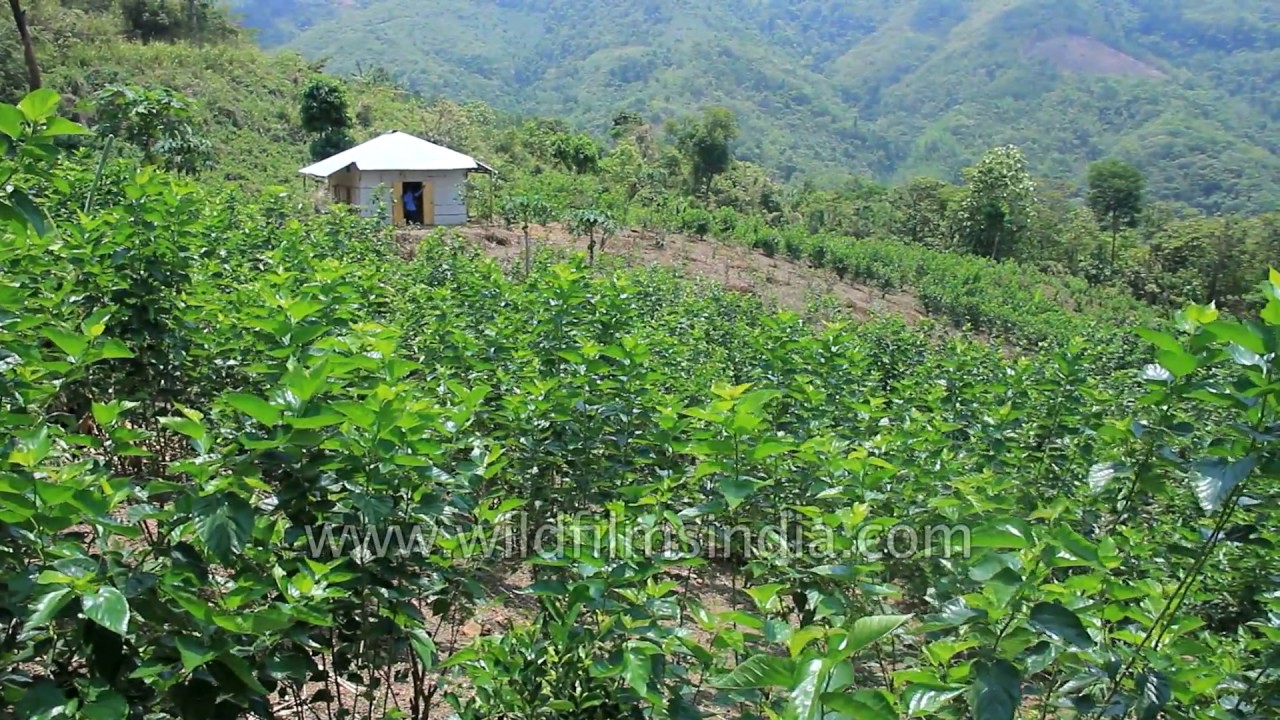 Mulberry fields and orchards for silk moths to feed on YouTube