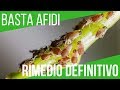 MACERATO D'ORTICA SUI POMODORI: SOLUZIONE VS AFIDI | ORTO E GIARDINAGGIO