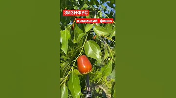 УНИКАЛЬНОЕ растение Крыма | #ЗИЗИФУС - крымский Финик